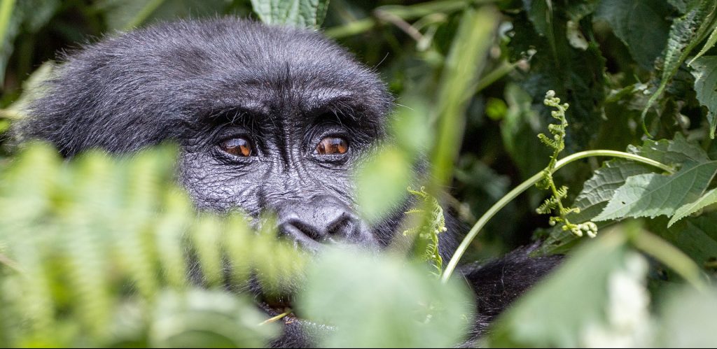 How to plan a budget gorilla trekking safari in Uganda